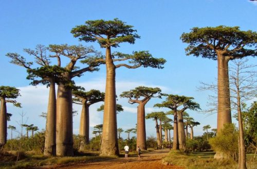 10 Tempat Wisata Terbaik di Madagaskar
