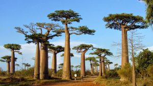 10 Tempat Wisata Terbaik di Madagaskar