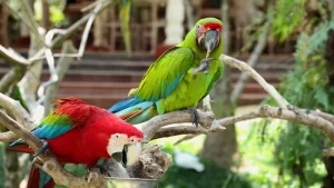 Panduan Wisata Taman Burung Bali, Menikmati Keindahan dan Interaksi dengan Burung-Burung Eksotis