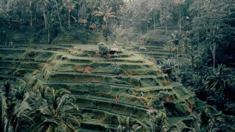 Panduan Wisata Ubud, Menjelajahi Hutan, Sawah, dan Seni yang Menginspirasi