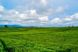 Lembang, Keindahan di Kaki Gunung Tangkuban Perahu, Wisata Alam, Kuliner, dan Kebun Teh